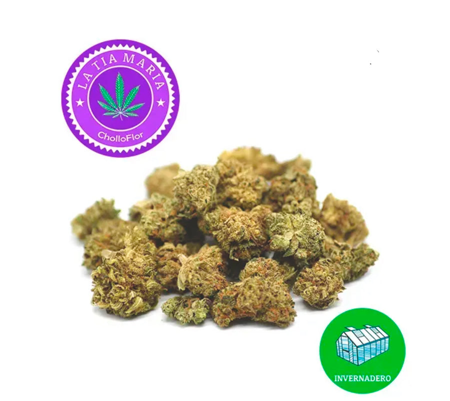 Flores de cáñamo de la colección botánica, cultivo en invernadero