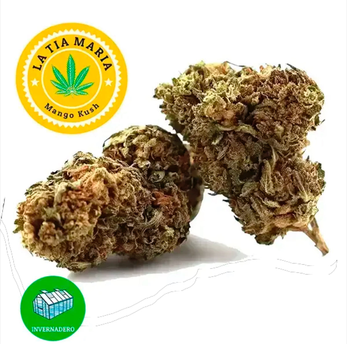 Flor Mango Tropical CBD