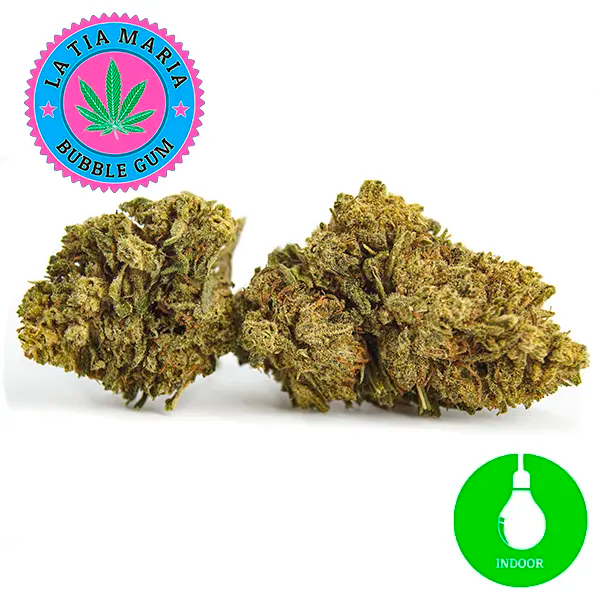 Bubble Gum CBD
