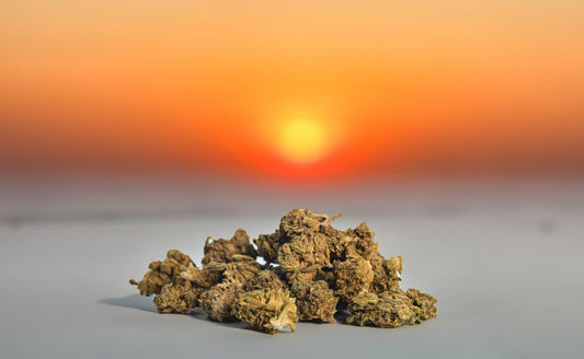 Flor Chollo CBD ALTA CALIDAD