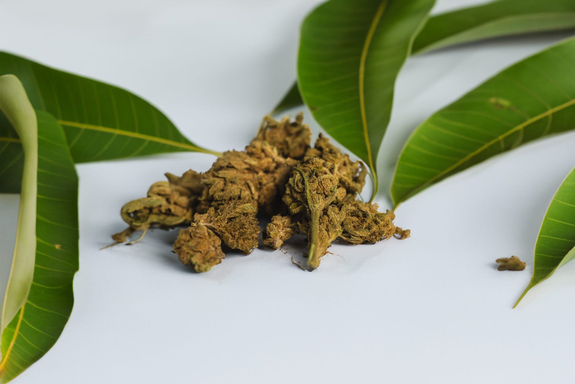 Flor Mango Tropical CBD