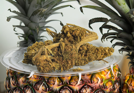 Flor PineApple CBD