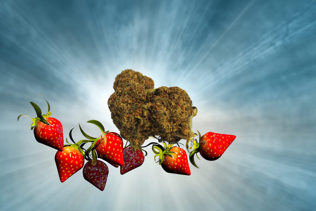 Flor Fresa CBD